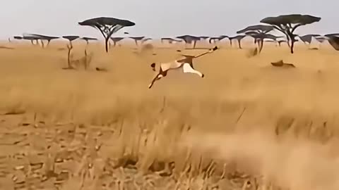 Mother Giraffe Kicks to Save Her Calf