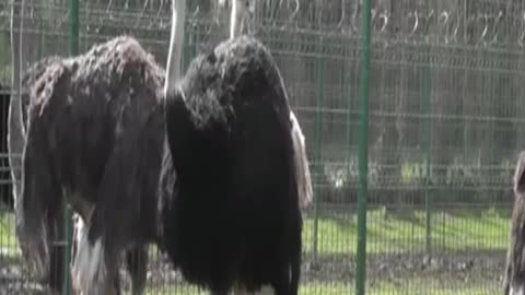 ostrich