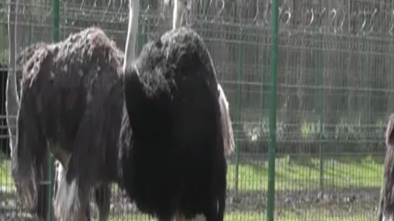 ostrich
