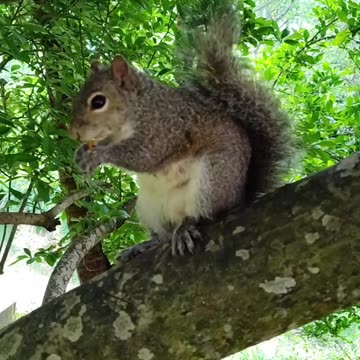 A tree squirrel (so cute)