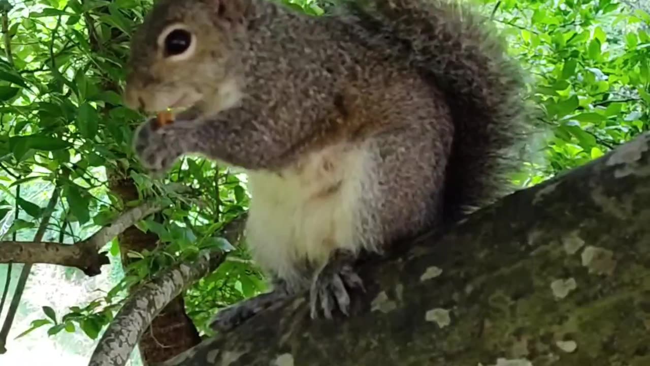 A tree squirrel (so cute)
