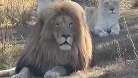 animals