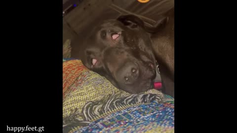 comedian dogs - funniest animal videos 2025