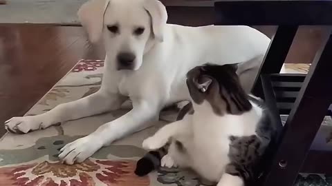 Funny cats and dogs 1