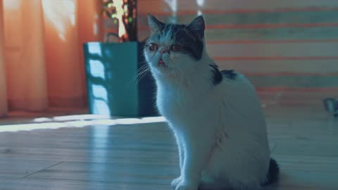 cute cat