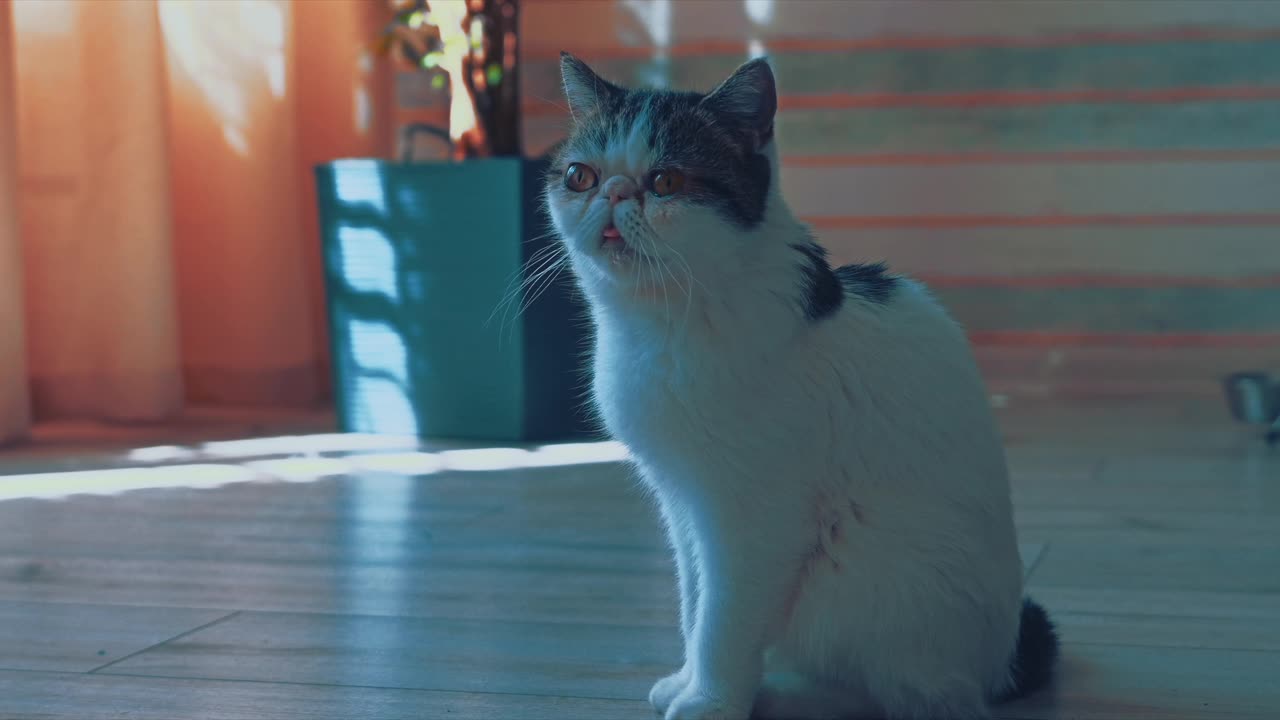 cute cat