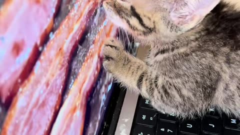 Kitten Licks On-Screen Bacon