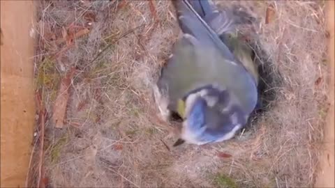 Blue tit bird Free stock footage