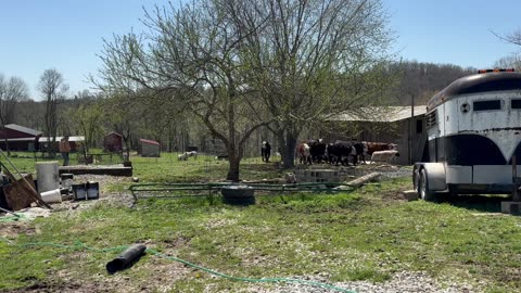 4/8/2025 Scaly - Calves