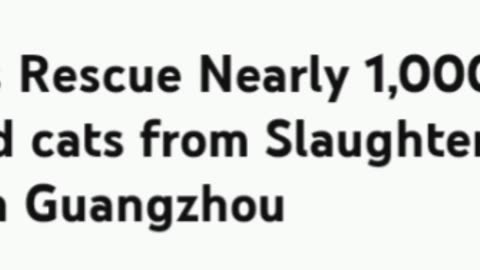 🔺Animal activists rescue nearly a 1000 dogs and cats from a slaughterhouse in Guangzhou, China!