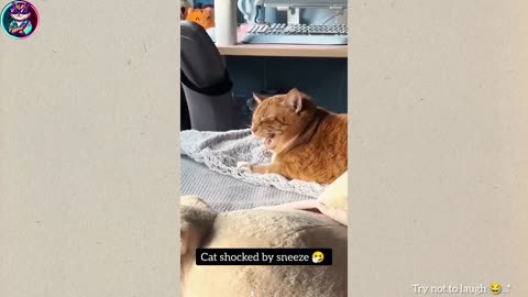 Funny Cats And Dogs 2025 😂 Funny Animals video