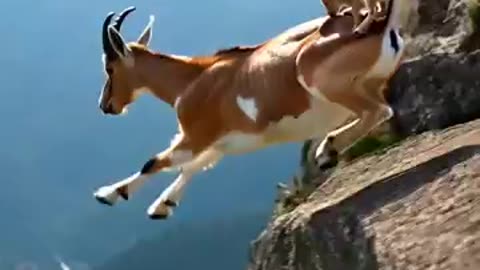goat jump wrong place