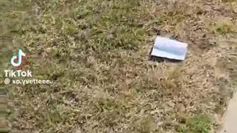 🤯🦗 You Won't Believe How These June Bugs Fly! | FunFM