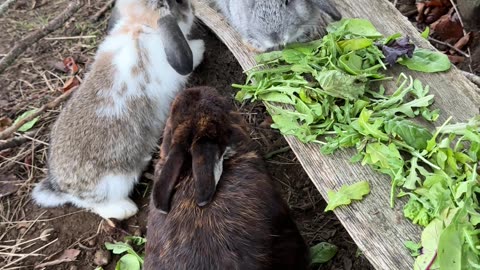 Cozy Bunny Nest Building ASMR 🛏️✨