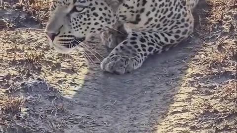 Feasting tiger show the savage beauty of nature