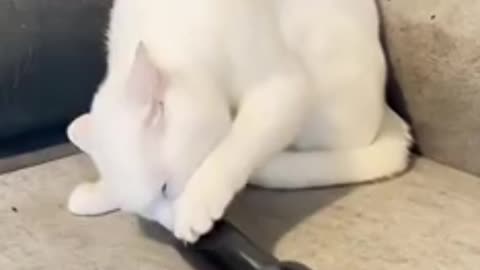 Funniest ANIMAL Videos 2025 That Will Have You Rolling on the Floor!