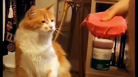 FUNNY ANIMAL COMPILATIONS - PART 33
