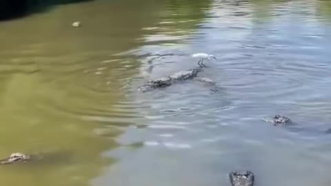 Bird on a Gator