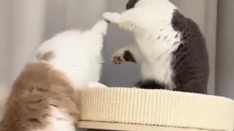 funny animals