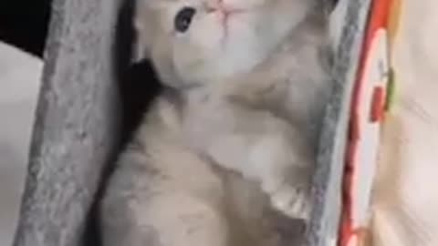 TRY NOT TO LAUGH 😆 Best Funny Videos Compilation 😂😁😆 Memes.