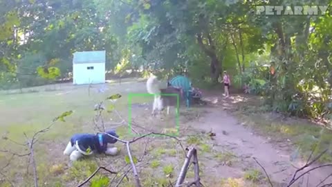 🐶👶 Baby vs Dog: The Cutest Comedy Battle You Can’t Stop Watching! 😂❤️