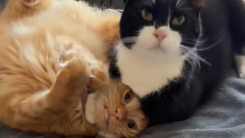 Funny Cats Fighting 😹 | Hilarious Cat Fight Video | Cute & Angry Cats Compilation 2025