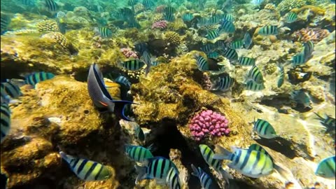 Tranquil Aquarium 4K – Beautiful Coral Reef & Soothing Music for Sleep