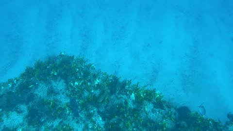 Diving with Kyalami Scuba Club on the Zion Wreck Trek