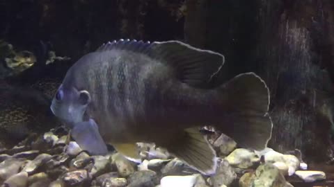 Angry fish, I am no idea if it isn’t.😄