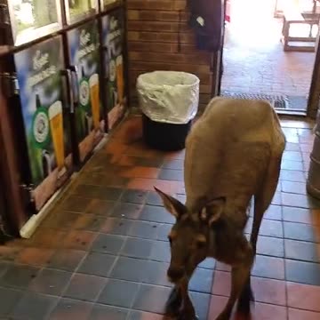 Kangaroo tales | only in Australia 🇦🇺