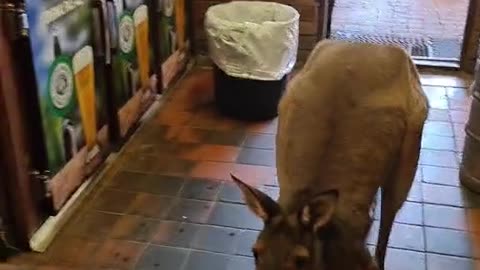 Kangaroo tales | only in Australia 🇦🇺
