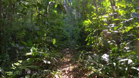 Inside the jungle