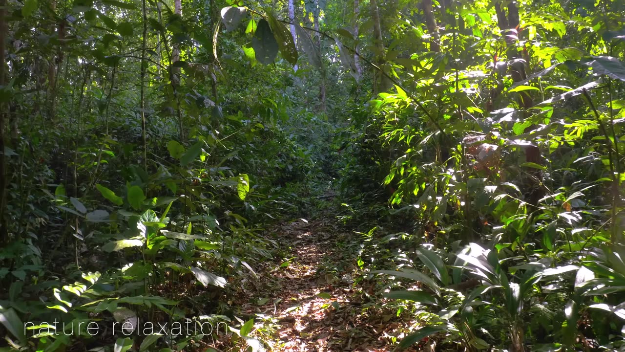 Inside the jungle