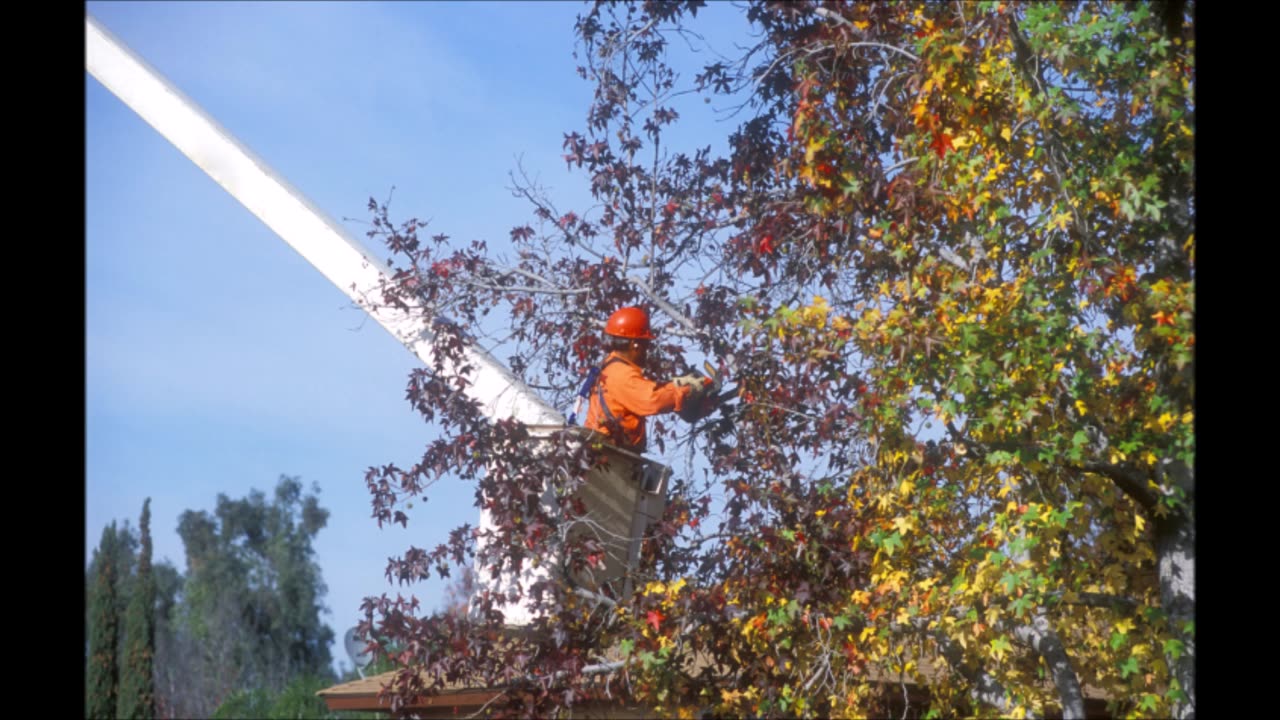 Garcia and Amigo Tree Service and Landscaping