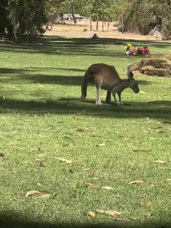 Kangaroo diaries only in Australia 🇦🇺