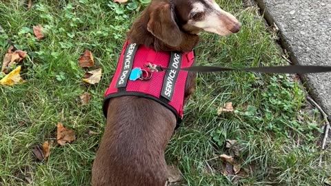 Good boy!