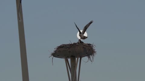 Moonlit Love: Osprey's Tender Reunion