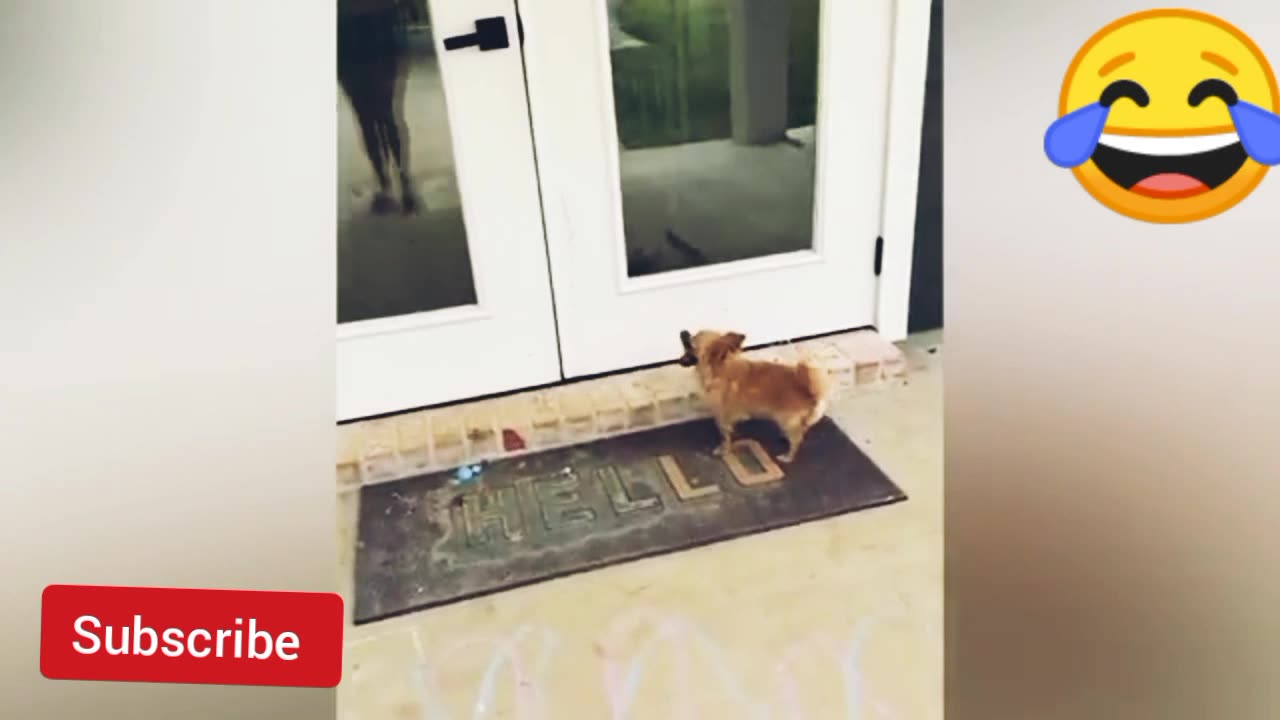 Best Animal funny video prepare to laugh