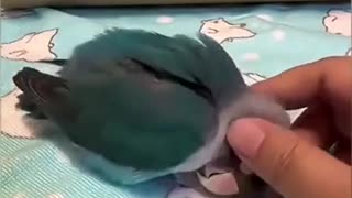 😂🐾 You Won't Believe This Jealous Pet! | FunFM