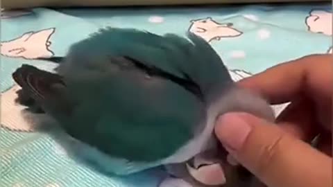 😂🐾 You Won't Believe This Jealous Pet! | FunFM