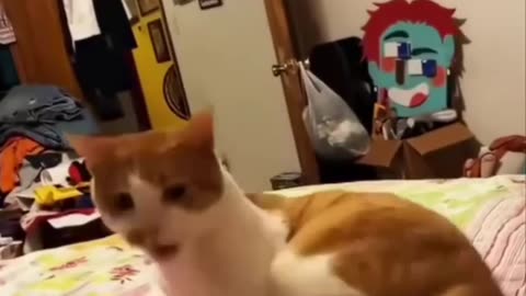 Cats fighting with their tails 😂