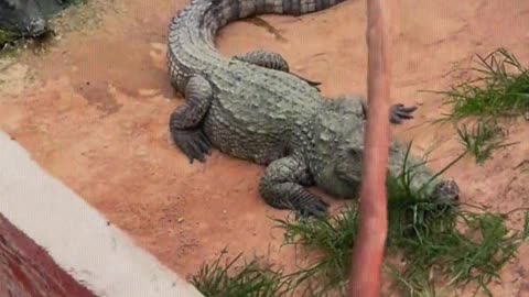 Crocodile is afraid of shovel