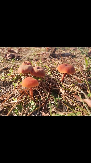 Grieg - Fedrelandssang