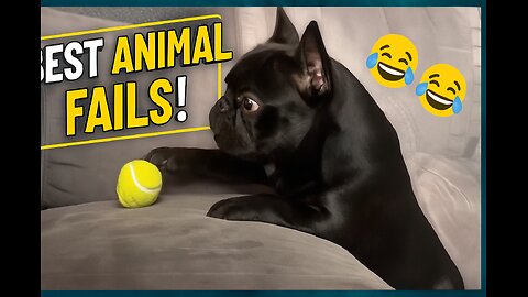 "Try Not to Laugh 😂 Funniest Animal Fails Compilation 2025!"