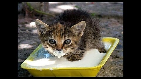Funny baby animals drinking milk - Cute animal compilation
