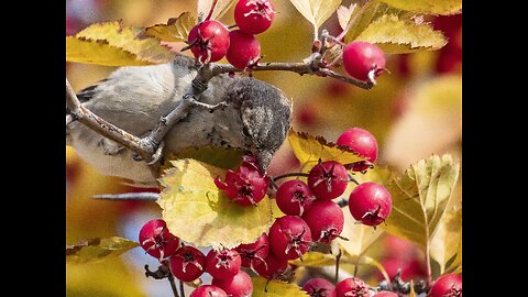 Ecosystem Pattern Set "Feed on Hawthorn" - Pattern Deduction HI, Human Intelligence in AI + Brute Force Petra De Sutter