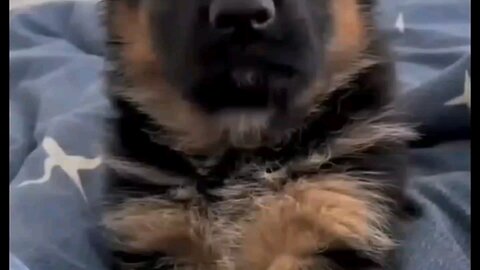 Cute dogs videos