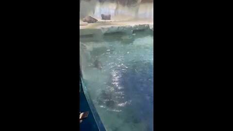 Penguins at the Sealife Centre