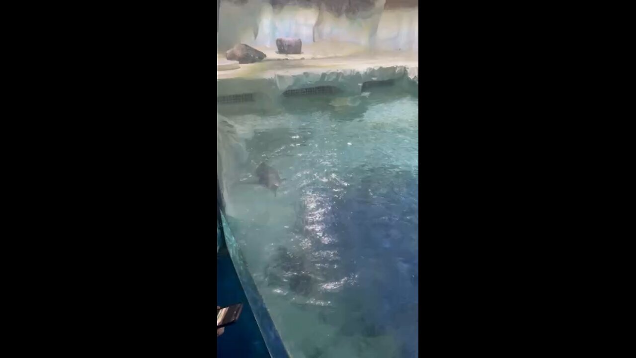 Penguins at the Sealife Centre