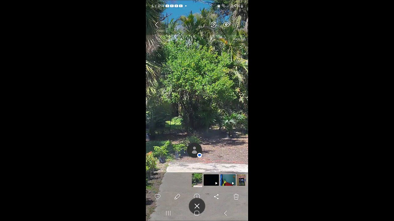 find the hidden palm tree 🌴